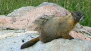 PICTURES/Mount Evans and The Highest Paved Road in N.A - Denver CO/t_Marmet4.JPG